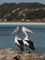 Pelicans